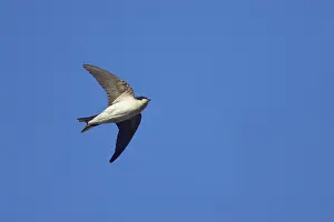 Delichon: House Martin - in flight