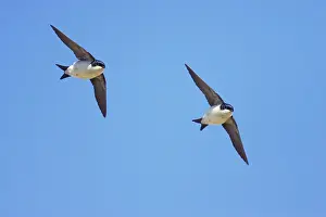 Delichon: House Martin - In Flight