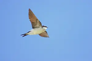 Delichon: House Martin - In Flight