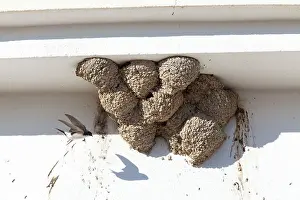 Delichon: House Martin - in flight approaching nests on underside