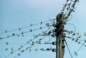 Sophie Gooders: HOUSE MARTIN - gathering on wires