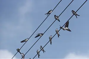 Wire: HOUSE MARTIN - gathering on wires