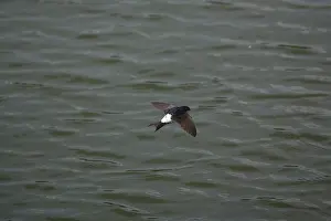 Delichon: House Martin hawking over water for food