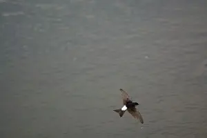 Delichon: House Martin hawking over water for food