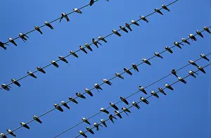 Prior: House Martin - juvenile gathering on phone wires