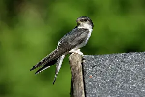 Delichon: House Martin - Juvenile sitting on roof