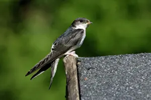 Delichon: House Martin - Juvenile sitting on roof
