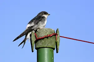 Delichon: House Martin - Juvenile on washing line post