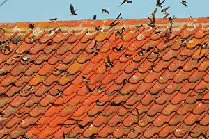 Delichon: House Martin - Juveniles and adults sunning their