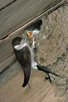 R T Smith: House Martin - at nest