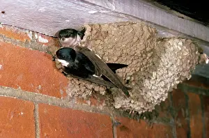 Delichon: House Martin - at nest