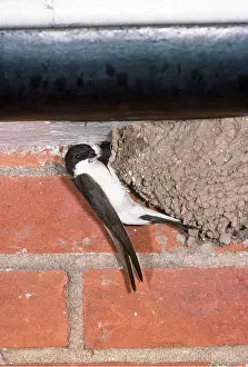 Jack Bailey: HOUSE MARTIN - at nest