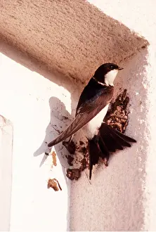 Martins: HOUSE MARTIN - nest building