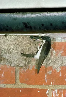 Delichon: HOUSE MARTIN - at nest, feeding chicks
