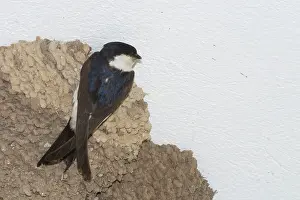 Tunisia: House Martin at nest - Nesting under the eaves
