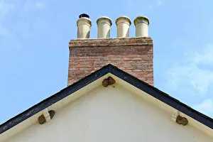 Gable: House martin nesting colony