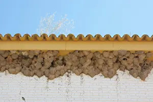 Delichon: House Martin - Nests on underside of house