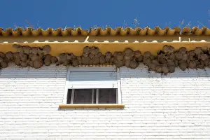 Delichon: House Martin - Nests on underside of house