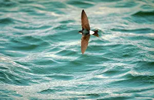 Delichon: HOUSE MARTIN - at sea, in flight