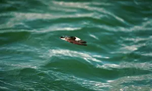 Delichon: HOUSE MARTIN - at sea, in flight