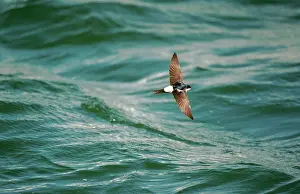 Delichon: HOUSE MARTIN - at sea, in flight