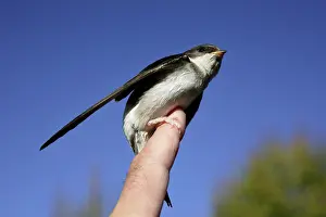 Rescues: House Martin - Tended immature bird being released