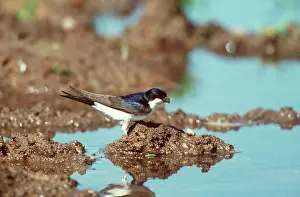 Delichon: House Martin - By water