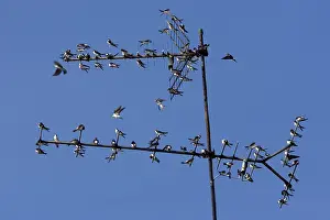Prior: House Martin - Young birds gathering on TV aerial