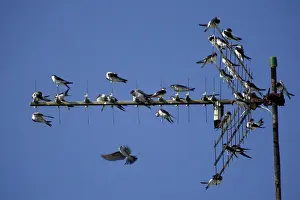 Prior: House Martin - Young birds gathering on TV aerial