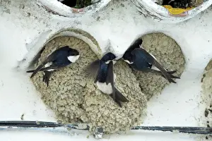 Squabbling: House Martins - 3 birds squabbling over nesting rights