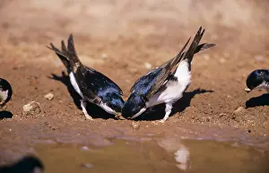 Delichon: House Martins - collecting mud to build nest, by water