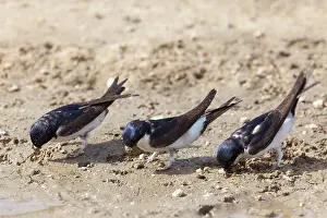 Delichon: House Martins - collecting mud for nest building
