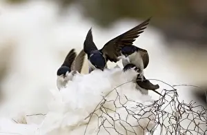 Insulation: House Martins - collecting roof insulation for