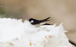 Insulation: House Martins - collecting roof insulation for