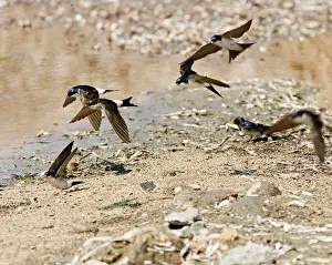 Delichon: House Martins - In flight gathering nest material