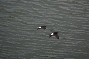 Delichon: House Martins - Two flying together hawking over