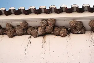 Martins: HOUSE MARTINS - nests