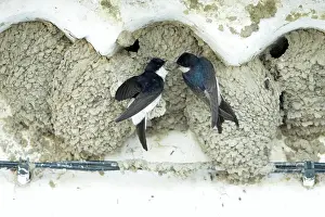 Delichon: House Martins - pair at nest entrance courtship displaying
