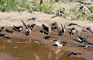Delichon: House MARTINS - at water, collecting mud to build nest