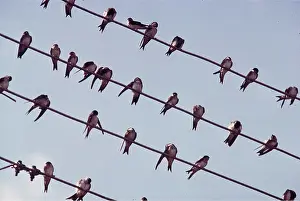 Wire: HOUSE MARTINS - on wires before migration