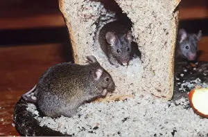 Bread: HOUSE MICE - in bread