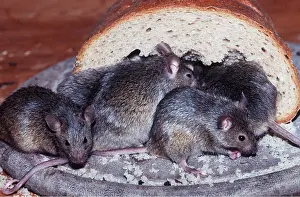 Scavenging: House Mice in Bread