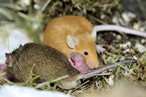 Musculus: House mice couple and new-born in a terrarium