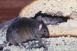 Scavenging: HOUSE MICE - eating breadcrumbs