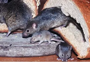 Scavenging: HOUSE MICE - family in bread