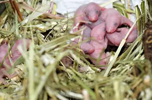 Musculus: House mice new-born 2 days old in a terrarium