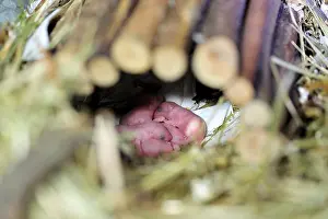 Tissue: House mice new-born in a terrarium