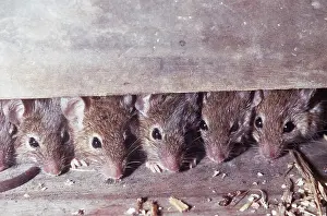 Martin Beames: HOUSE MICE - x five heads under skirting