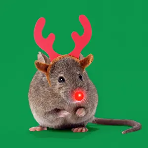 Rudolph: House Mouse