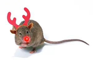 Rudolph: House Mouse